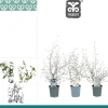 Najaar|Ecocheques|ohgreen Corakia Maeori mix