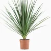 Mediterrane Planten|Ecocheques|ohgreen Cordyline p29