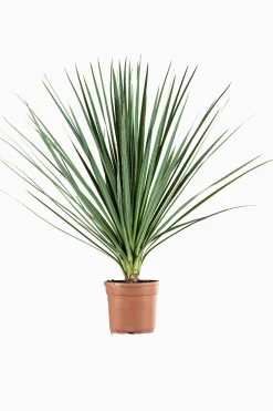 Mediterrane Planten|Ecocheques|ohgreen Cordyline p29