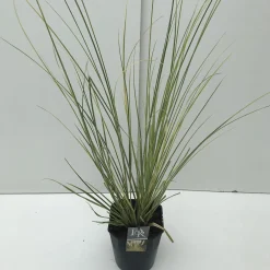 Vaste Planten|Ecocheques|ohgreen Cortaderia selloana Mini Goldpampas ( Pampasgras )