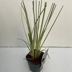 Vaste Planten|Ecocheques|ohgreen Cortaderia selloana Mini Silver Pampas ( Dwergpampasgras )