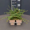 Vaste Planten|Ecocheques|ohgreen Cotoneaster queen carpet 6pack