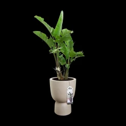 Potten En Vazen|Ecocheques|ohgreen COUPE 35CM BALANCED BEIGE