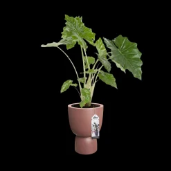 Ecocheques|Potten En Vazen|ohgreen COUPE 41CM ROSY BROWN