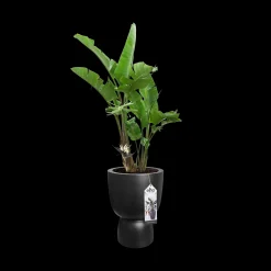 Potten En Vazen|Ecocheques|ohgreen COUPE 35CM ZWART