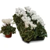 Najaar|Ecocheques|ohgreen Cyclamen silverado