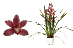 Ecocheques|Bloeiende Planten|ohgreen Cymbidium allison shaw p12 h50