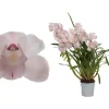 Ecocheques|Bloeiende Planten|ohgreen Cymbidium pink bell p12 h65