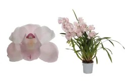 Ecocheques|Bloeiende Planten|ohgreen Cymbidium pink bell p12 h65