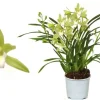 Ecocheques|Bloeiende Planten|ohgreen Cymbidium wild mint p12 h50