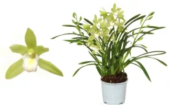 Ecocheques|Bloeiende Planten|ohgreen Cymbidium wild mint p12 h50