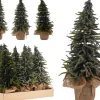 Kerstbomen|ohgreen Dennenboom in pot