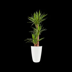 Ecocheques|Potten En Vazen|ohgreen Diamond hoog 32cm