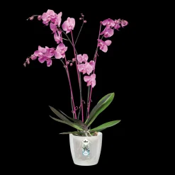 Ecocheques|Potten En Vazen|ohgreen Diamond orchidee 12,5cm