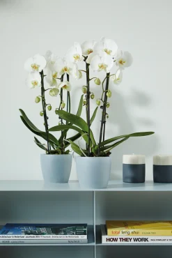 Ecocheques|Potten En Vazen|ohgreen Diamond orchidee 12,5cm