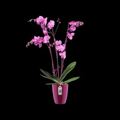 Kunststof|Ecocheques|ohgreen Diamond orchidee hoog 12,5cm