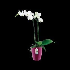 Kunststof|Ecocheques|ohgreen Diamond orchidee hoog 12,5cm