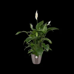 Ecocheques|Potten En Vazen|ohgreen Diamond orchidee hoog 20cm