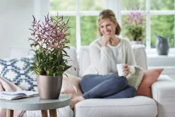 Ecocheques|Potten En Vazen|ohgreen Diamond orchidee hoog 20cm
