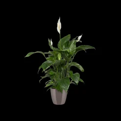 Ecocheques|Potten En Vazen|ohgreen Diamond orchidee hoog 20cm
