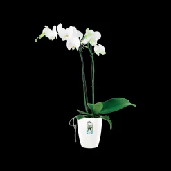 Kunststof|Ecocheques|ohgreen Diamond orchidee hoog 12,5cm