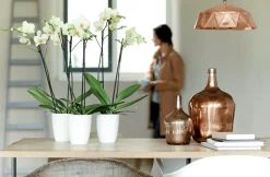 Kunststof|Ecocheques|ohgreen Diamond orchidee hoog 12,5cm