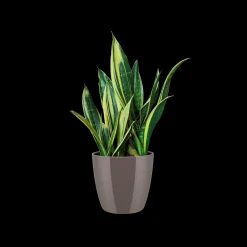 Ecocheques|Potten En Vazen|ohgreen Diamond rond 16cm