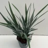 Vaste Planten|Ecocheques|ohgreen Dianella revoluta Blue Stream ( Tasmaanse Vlaslelie )