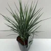 Vaste Planten|Ecocheques|ohgreen Dianelle of blauw zwenkgras "coolvista" p17