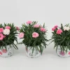 Voorjaar|Ecocheques|ohgreen Dianthus i love u