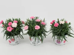 Voorjaar|Ecocheques|ohgreen Dianthus i love u
