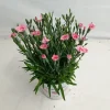 Voorjaar|Ecocheques|ohgreen Dianthus peach