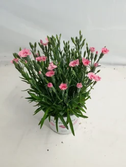 Voorjaar|Ecocheques|ohgreen Dianthus peach
