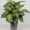Groene Planten|Ecocheques|ohgreen Dieffenbachia seguine 'Reeva'