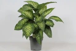 Groene Planten|Ecocheques|ohgreen Dieffenbachia seguine 'Reeva'