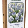 Ecocheques|Bloembollen|ohgreen Doos 'everbloom' met 25 bloembollen muscari mountain lady
