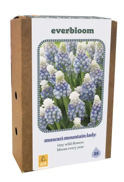 Ecocheques|Bloembollen|ohgreen Doos 'everbloom' met 25 bloembollen muscari mountain lady