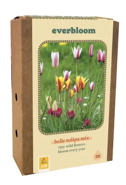 Ecocheques|Bloembollen|ohgreen Doos 'everbloom' met 20 bloembollen tulipa belle tulipa mix