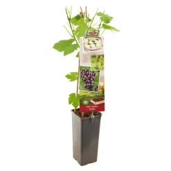 Fruitbomen|Ecocheques|ohgreen Druivenplant vitis vinifera heike