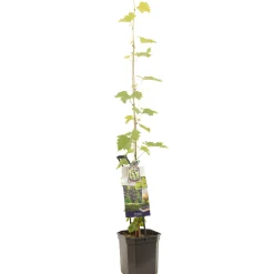 Fruitbomen|Ecocheques|ohgreen Druivenplant vitis vinifera muscat 150 cm