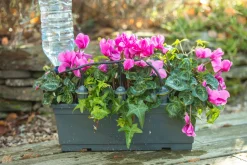 Bewatering|ohgreen Druppelsysteem