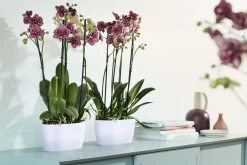 Ecocheques|Potten En Vazen|ohgreen Duo orchidee 25cm