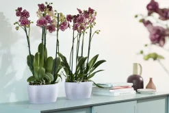 Ecocheques|Potten En Vazen|ohgreen Duo orchidee 25cm