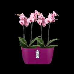 Ecocheques|Potten En Vazen|ohgreen Duo orchidee 25cm