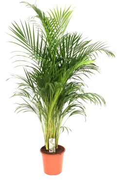Groene Planten|Ecocheques|ohgreen Dypsis lutescens ( Goudpalm )