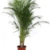 Groene Planten|Ecocheques|ohgreen Dypsis lutescens p27 h160
