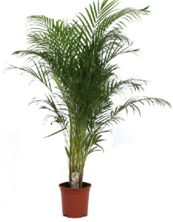 Groene Planten|Ecocheques|ohgreen Dypsis lutescens p27 h160