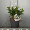 Struiken|Ecocheques|ohgreen Escallonia laevis Pink Elle