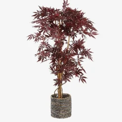 Sfeermakers|Herfst|ohgreen Esdoorn in plastic pot - h150xd80