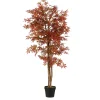 Sfeermakers|Herfst|ohgreen Esdoorn in pot - h165xd80